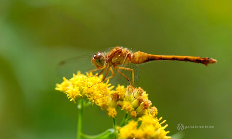Macro closeup of Dragonfly on yellow flower