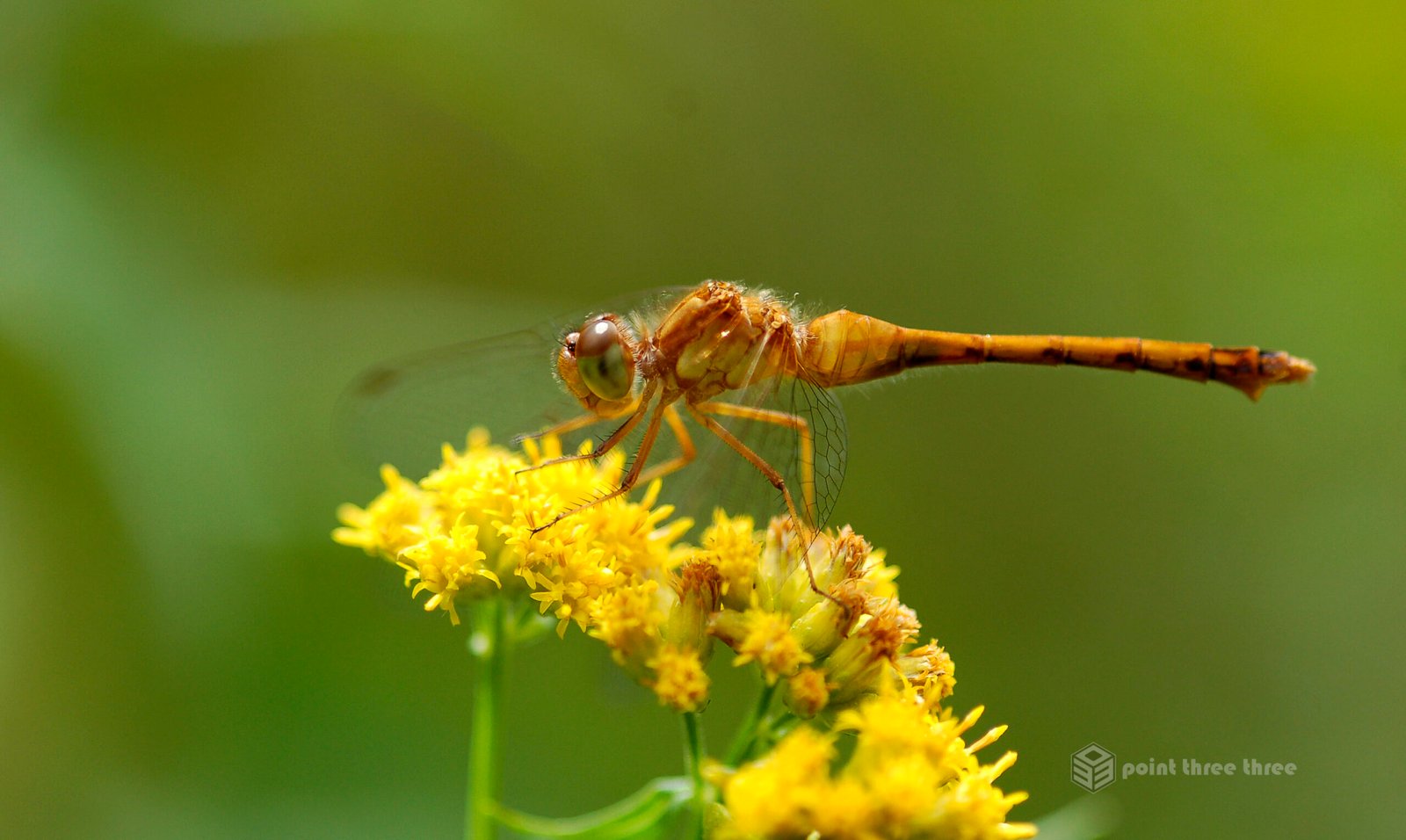 Macro closeup of Dragonfly on yellow flower