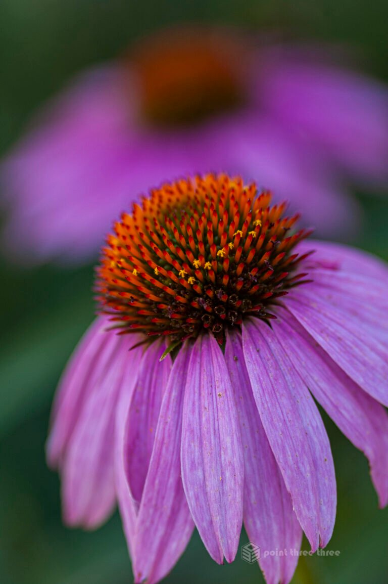 Echinacea flowers