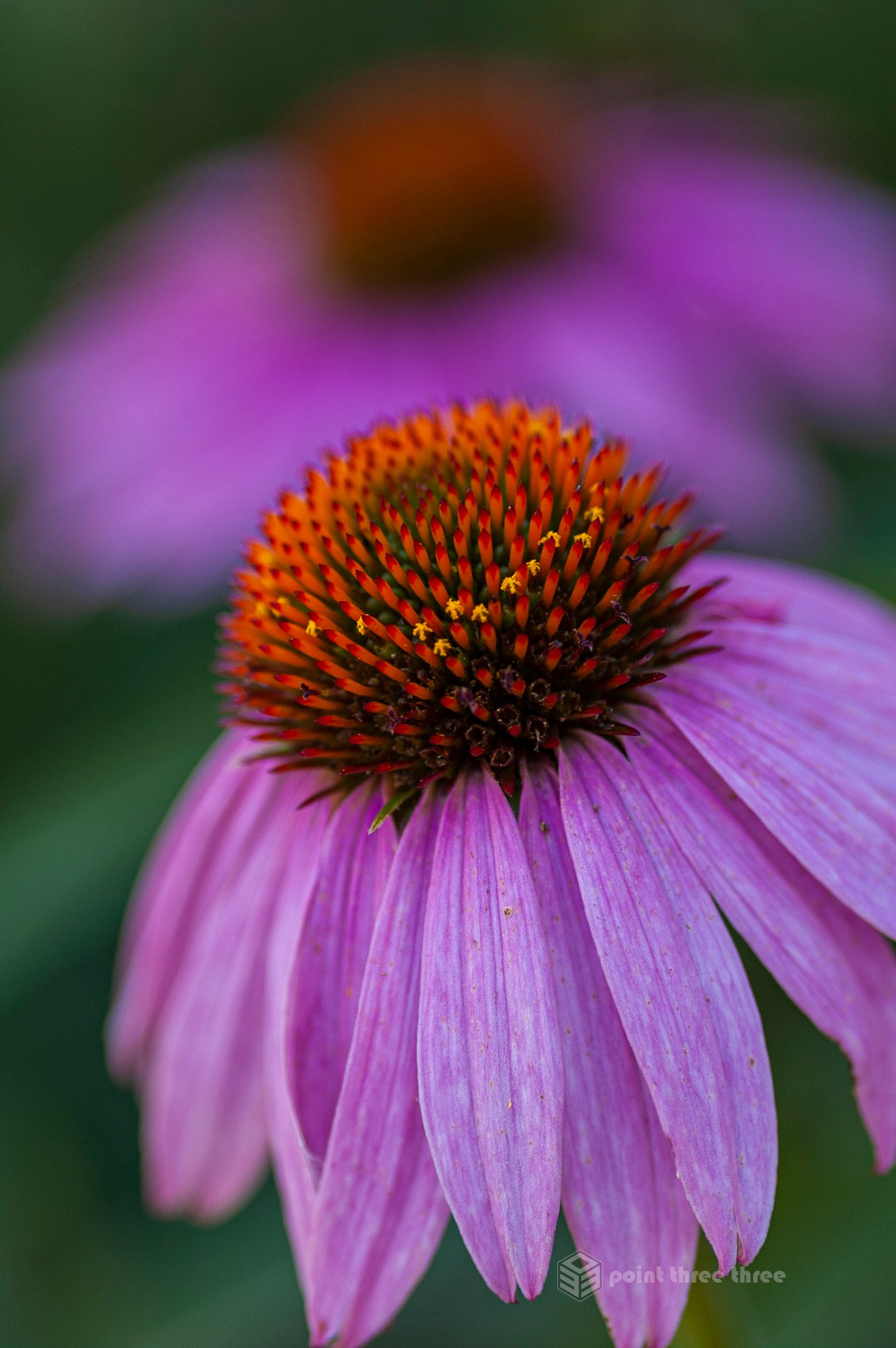Echinacea flowers