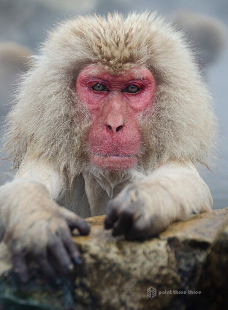 The snow monkeys of Japan, also known as Japanese macaques in Jigokudani Monkey Park, Nagano Prefecture, Japan
