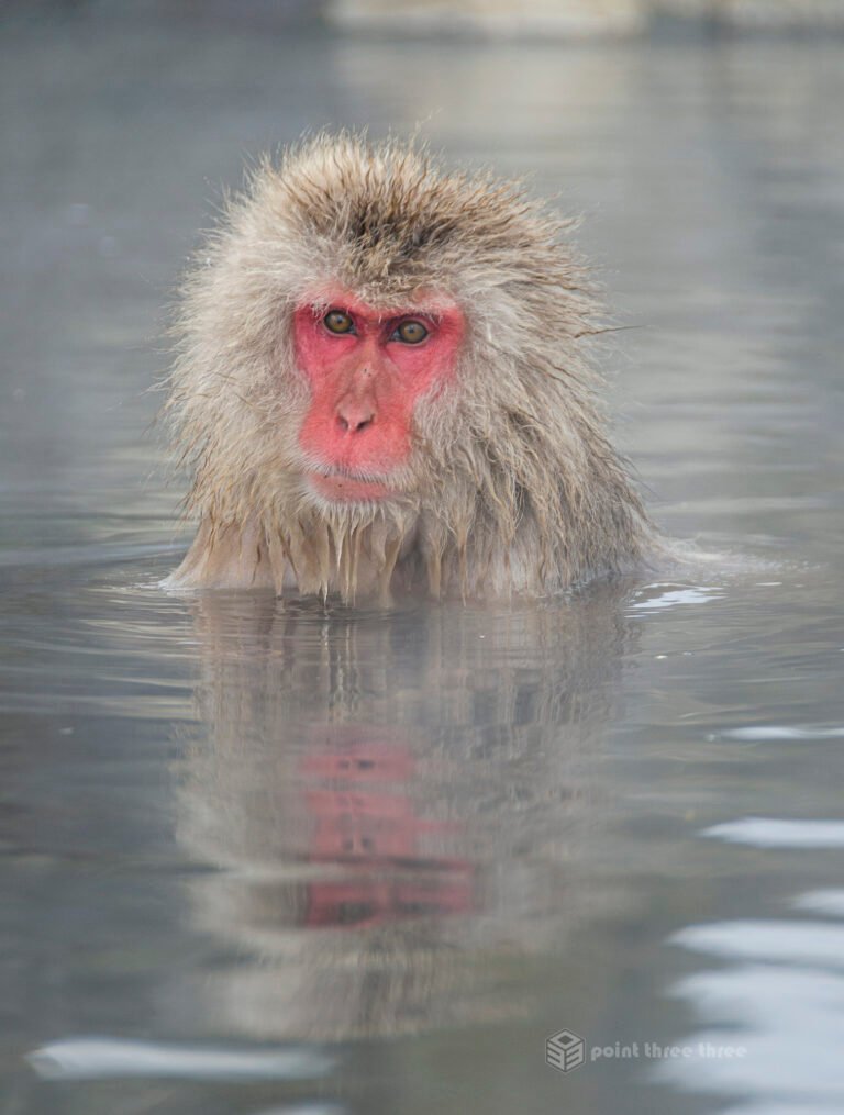 The snow monkeys of Japan, also known as Japanese macaques in Jigokudani Monkey Park, Nagano Prefecture, Japan