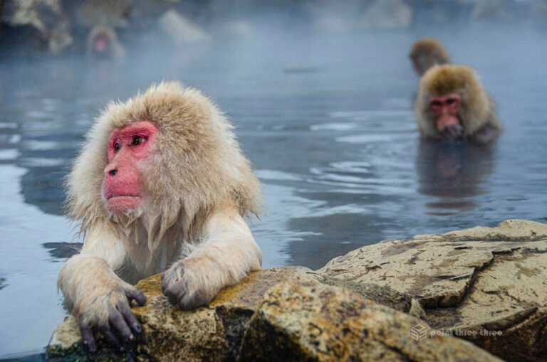 The snow monkeys of Japan, also known as Japanese macaques in Jigokudani Monkey Park, Nagano Prefecture, Japan