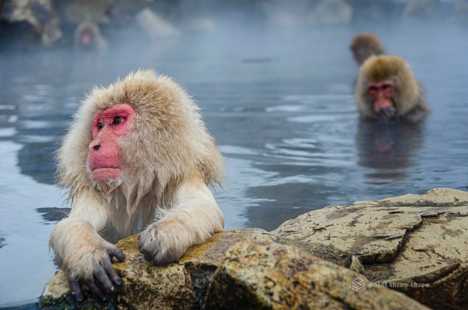 The snow monkeys of Japan, also known as Japanese macaques in Jigokudani Monkey Park, Nagano Prefecture, Japan