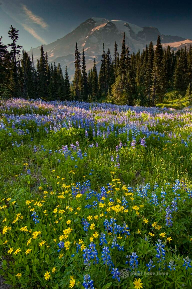 Wildflowers in the foreground of Mount Rainier at sunset