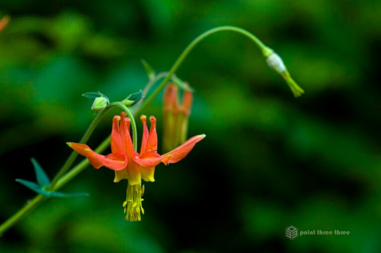 Orange Lily in Mount Rainier National Park