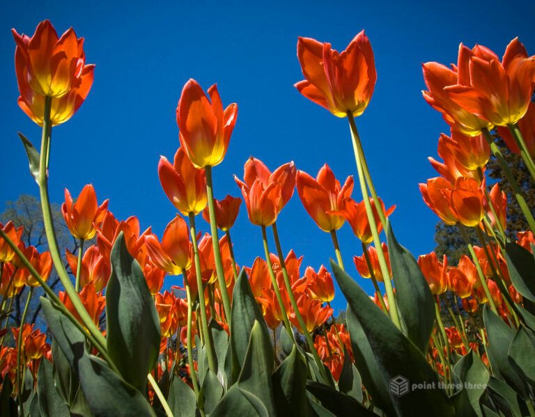 Wide angle view upward looking at bright orange tulips and blue sky