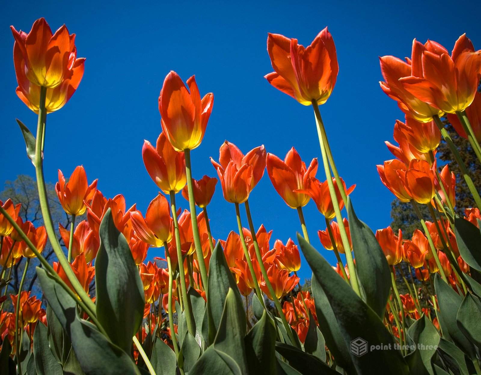 Wide angle view upward looking at bright orange tulips and blue sky