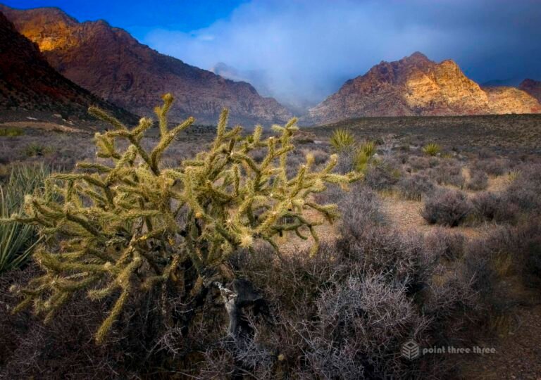 Sunset with cactus at Red Rock Canyon Las Vegas