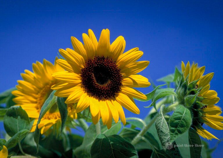 Sunflowers with blue sky background