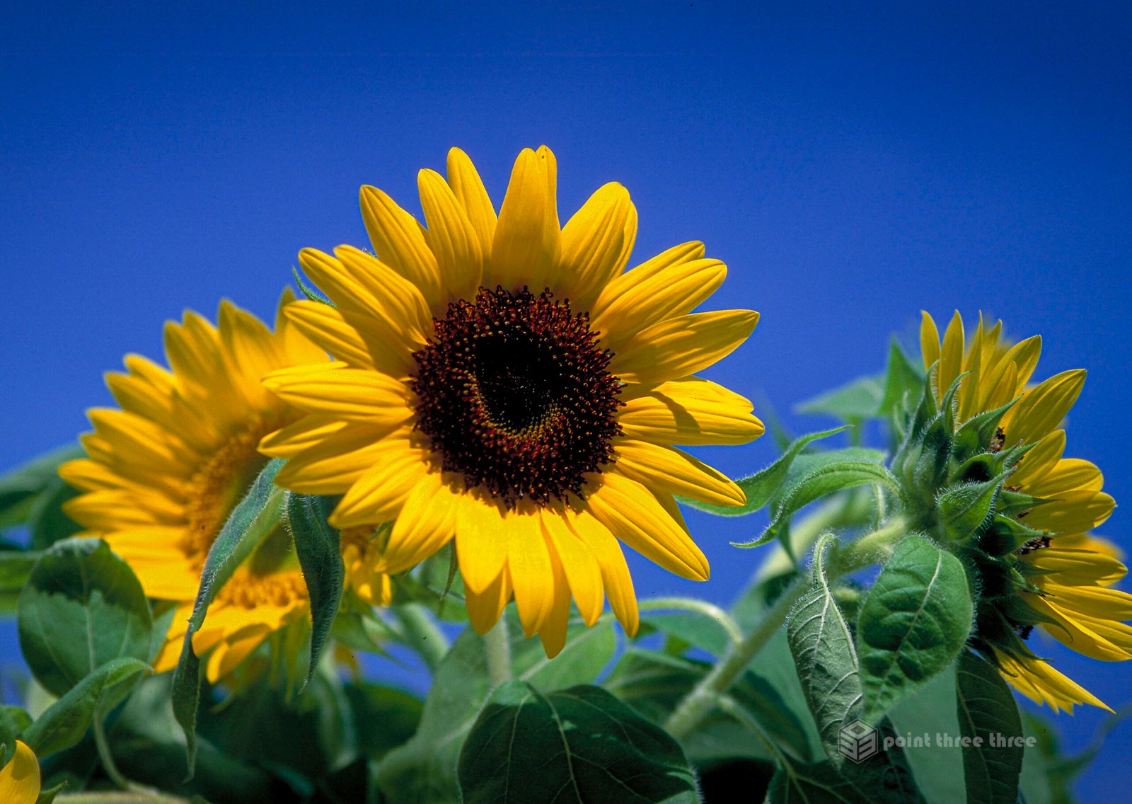 Sunflowers with blue sky background