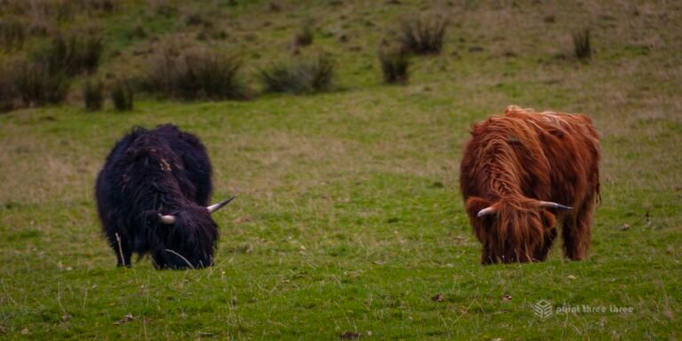 Highland Cattle in the Scottish highlands