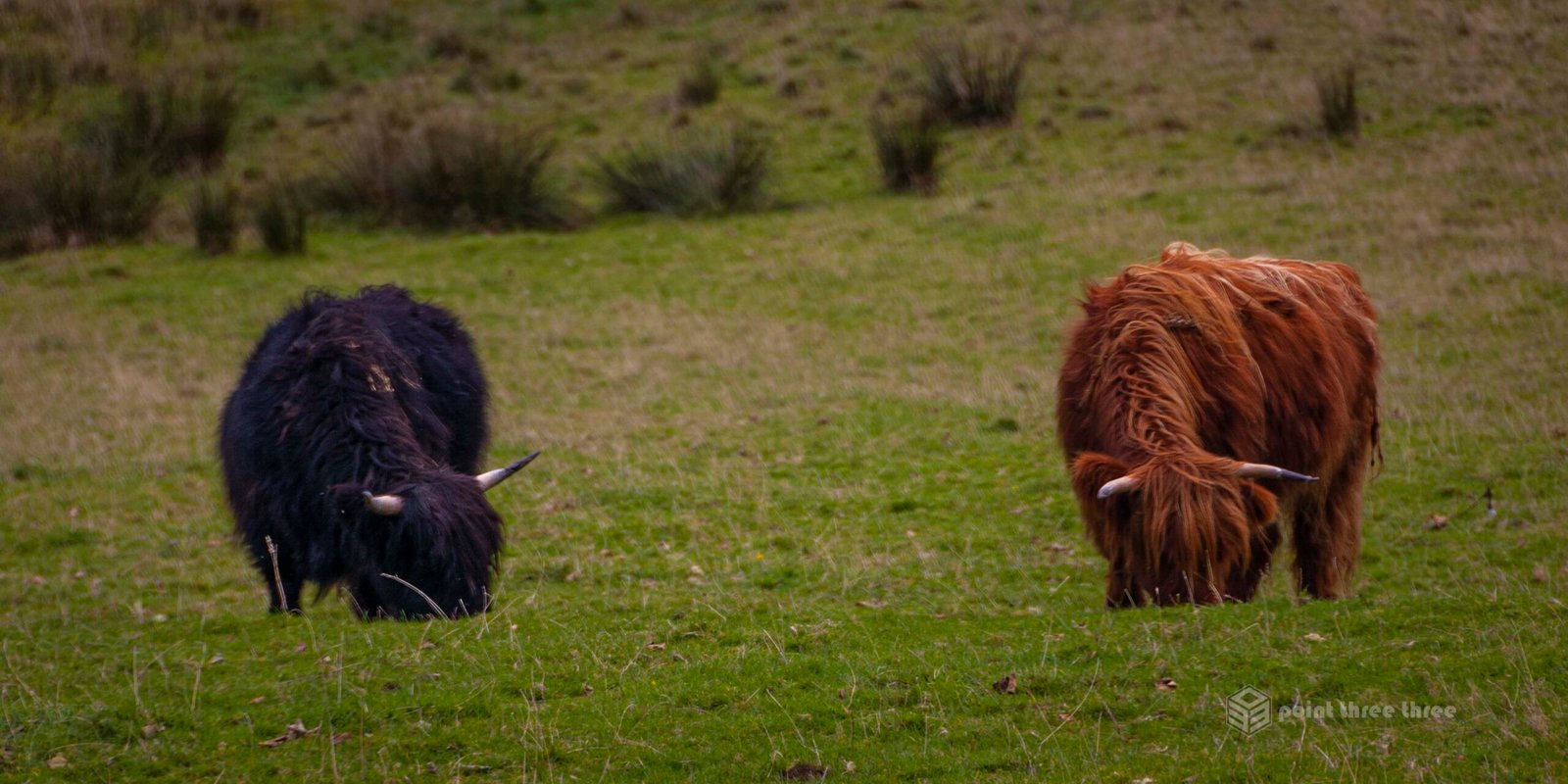 Highland Cattle in the Scottish highlands