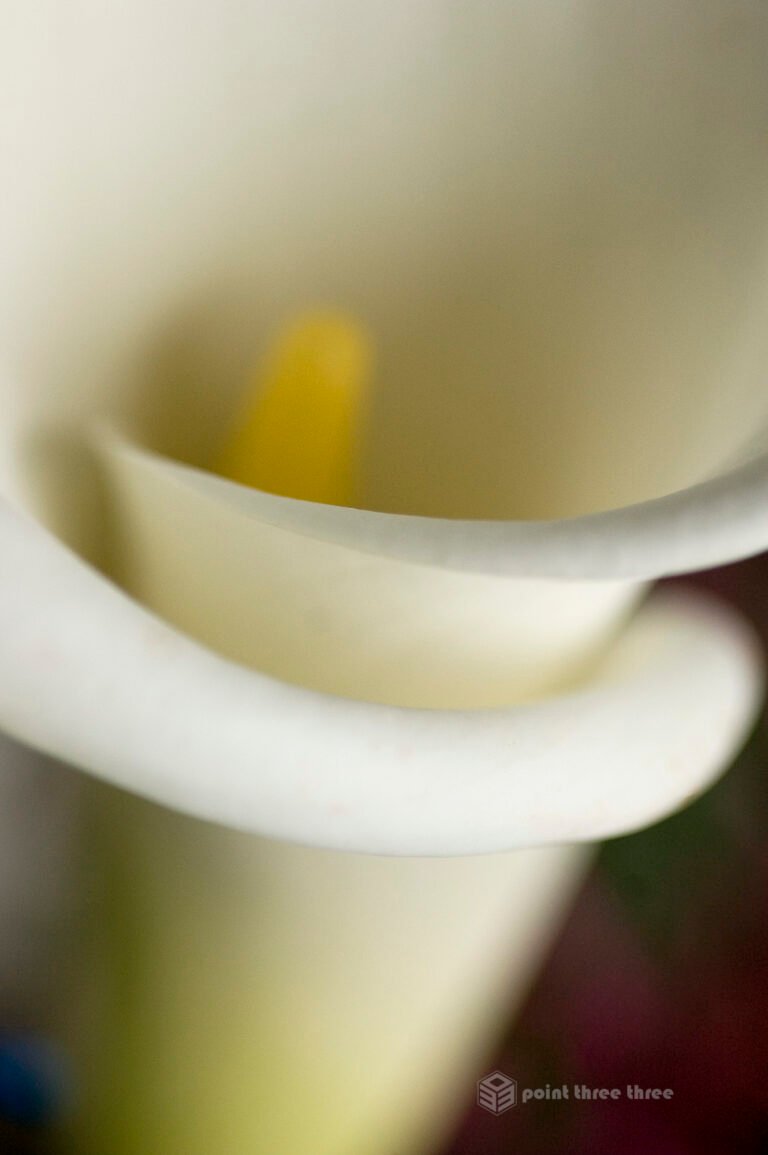 Macro close up of a white Calla Lily