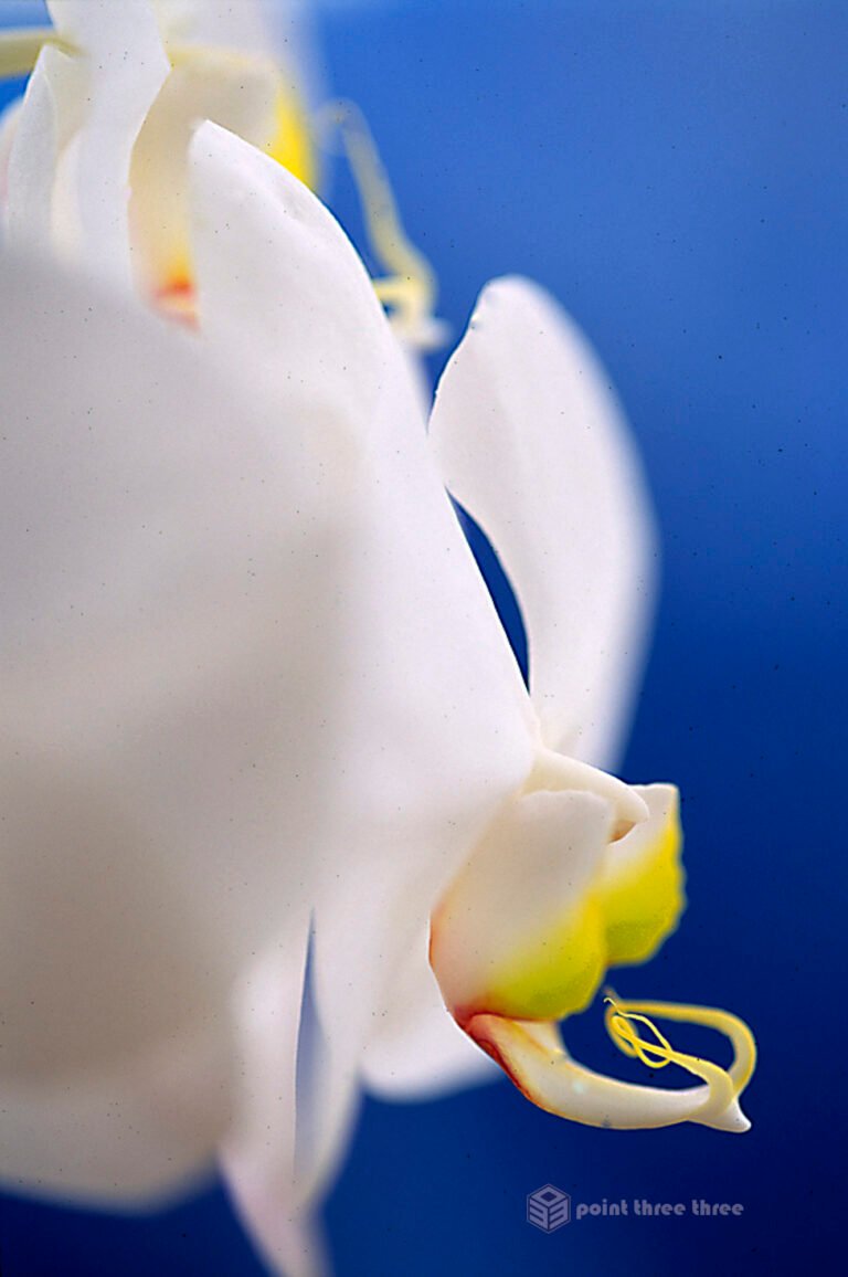 White Orchid closeup with blue background