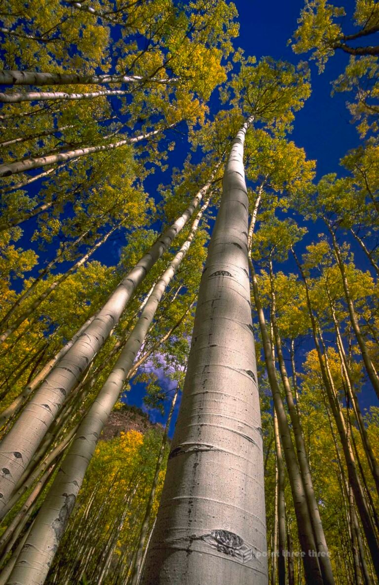 Aspen Tree's in Fall, Colorado