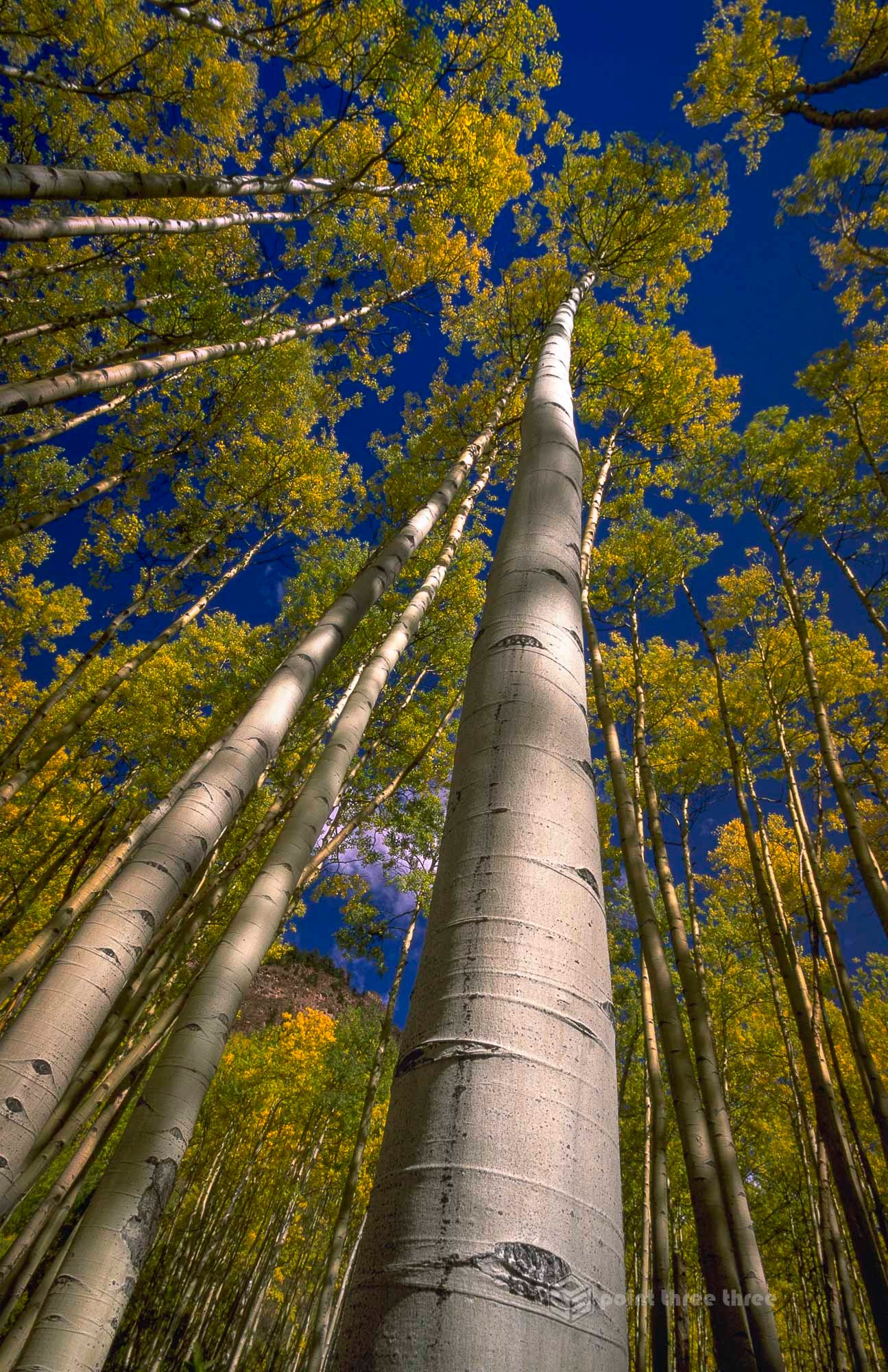 Aspen Tree's in Fall, Colorado