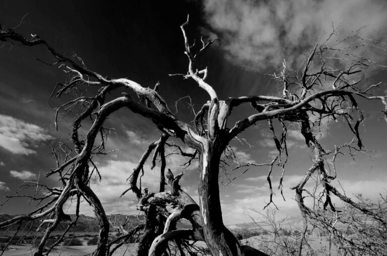 Black and White, Dead Tree Death Valley National Park