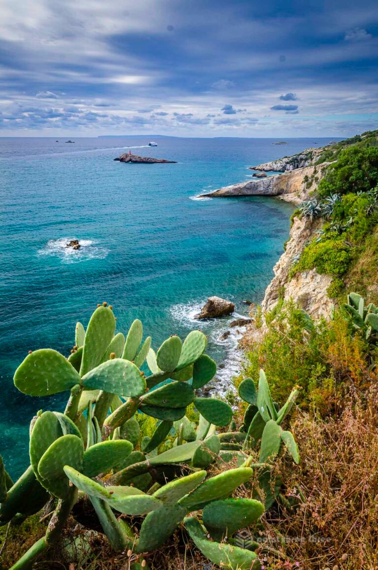 Ibiza coastline and cactus Spain