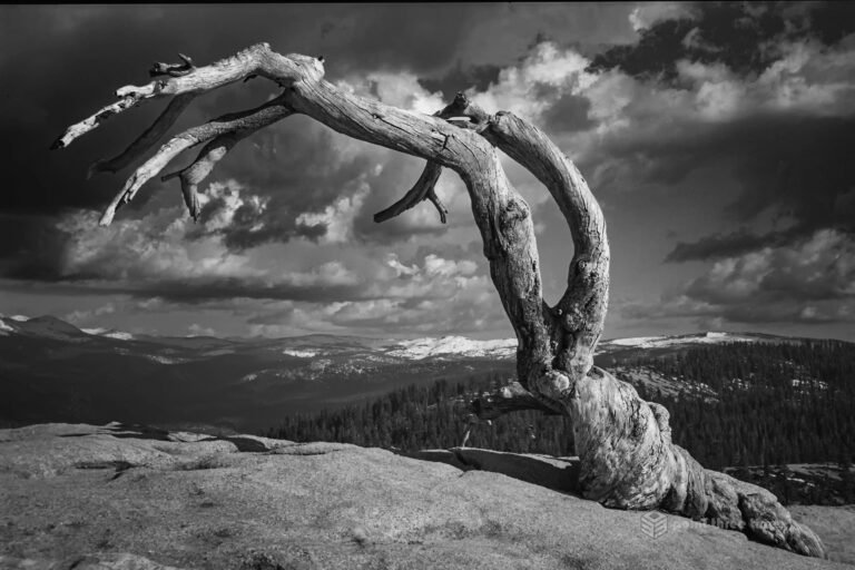 Jeffrey Pine, Sentinel Dome, Yosemite National Park, California