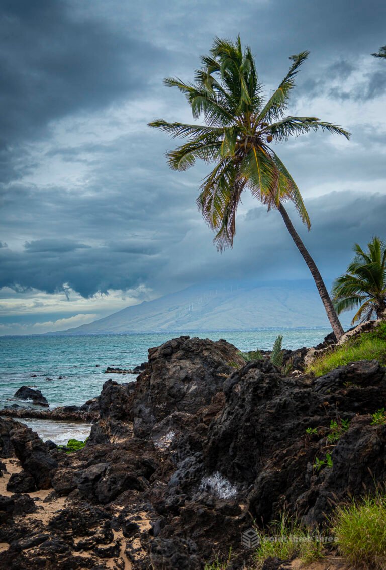 Kihei Palm Tree, Maui