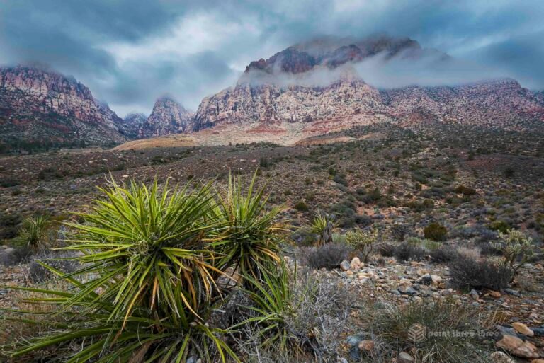 Red Rock Canyon Cactus, Las Vegas