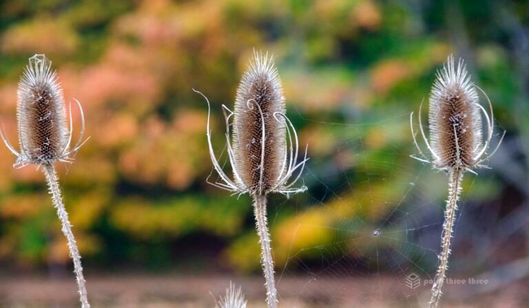 Spider Web and Brushes with blurred fall colors in background