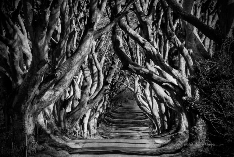 The Dark Hedges Northern Ireland