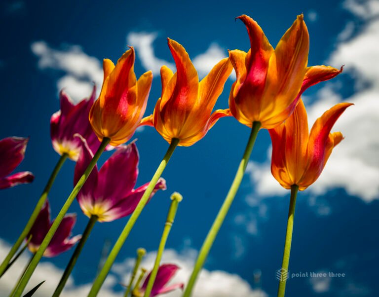 Orange and Magenta Tulips with the blue sky