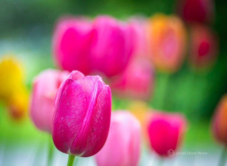 Macro closeup of Magenta Tulips