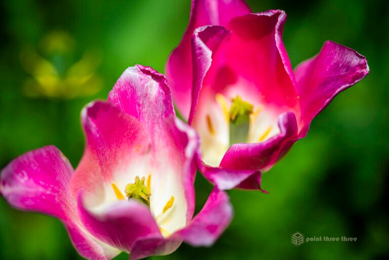 Macro closeup of Magenta Tulips