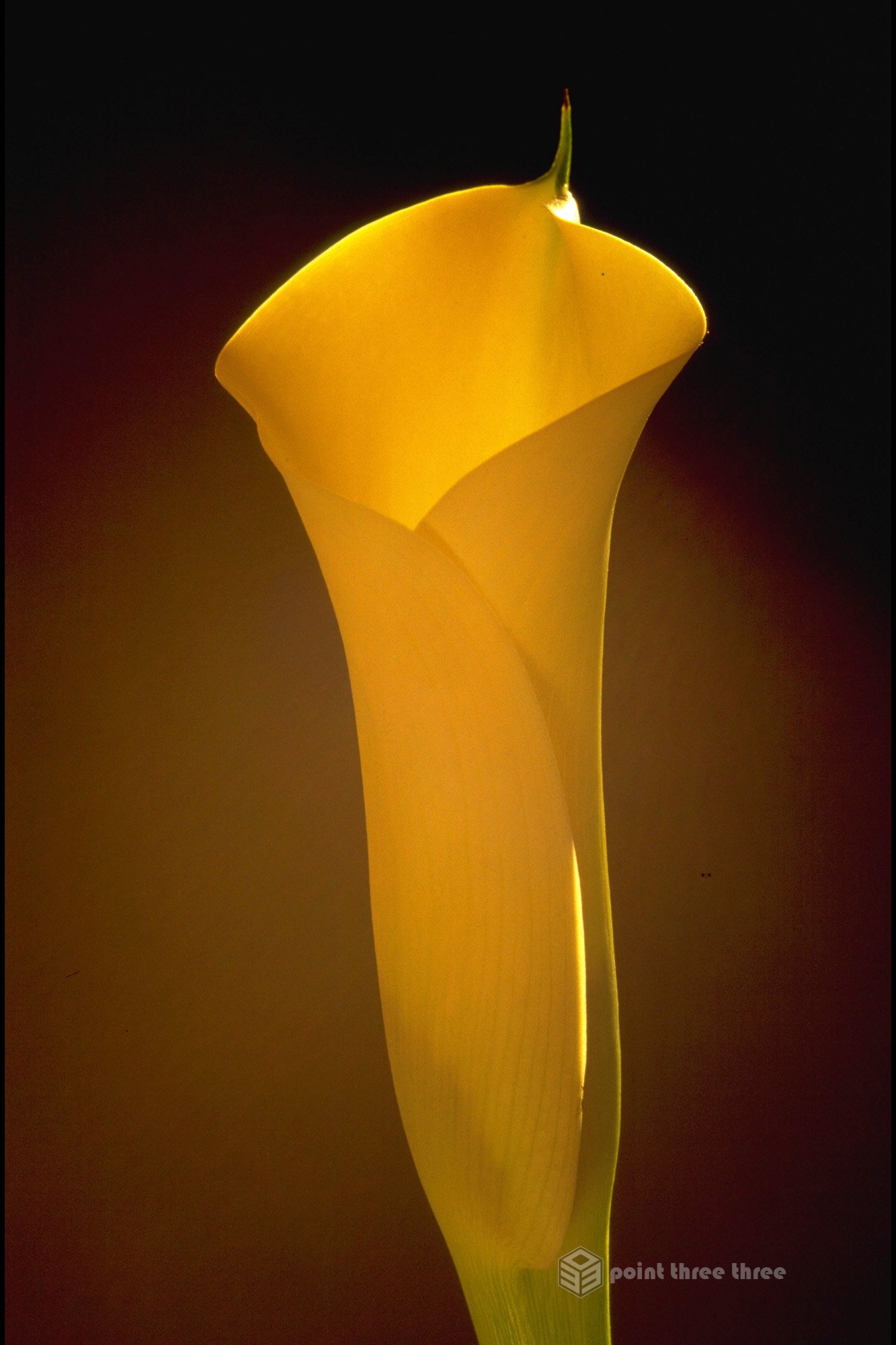 Yellow Calla Lily